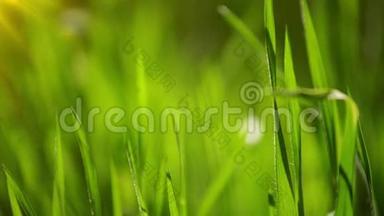 清晨清新的绿色春草草坪，明亮的活力自然季节背景